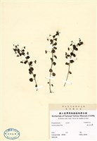 藏品(臺北水苦賈)的圖片